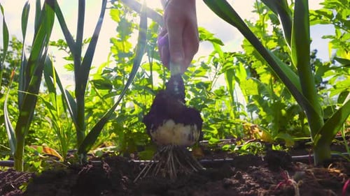Hand Pulling Onion from Earth in Garden