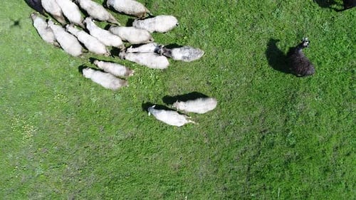 A Herd of Sheep Runs Across a Green Field in the Countryside