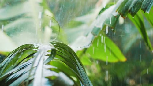 Heavy Rain Falling on Tropical Plants