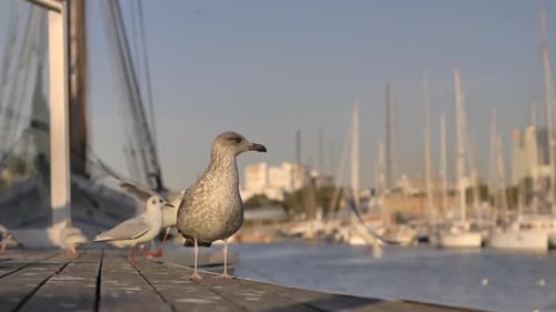 Flock of seagulls on sunlit seafront wooden harbour pier, yachts in background, slow motion