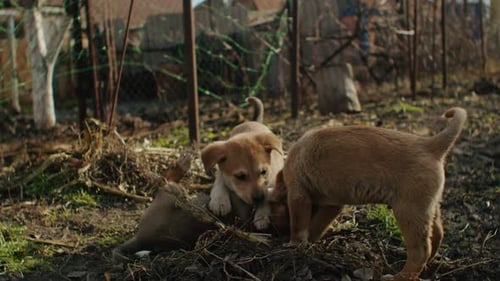 A Very Little Puppy is Running Happily with Floppy Ears Trough a Garden with Green Grass It Almost
