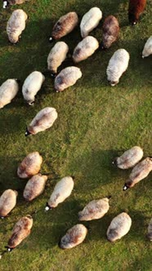 Sheep on meadow background. Wooly white and brown animals grazing on field.