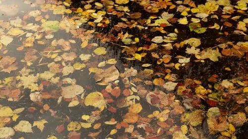 Herbstblätter schwimmen auf der Wasseroberfläche Gefallene Herbstblätter auf der Oberfläche des Sees Nature's