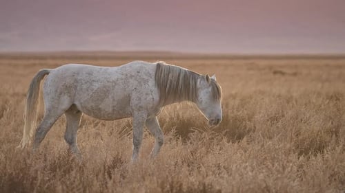 Panning view of wild horse walking through the golden landscape