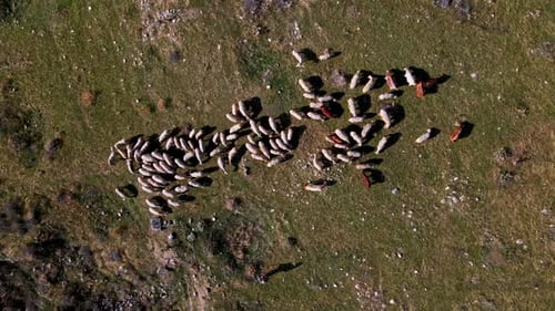 A herd of sheep and cows are grazing in a field