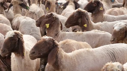Sheep Trying To Dry Themselves After Being Washed