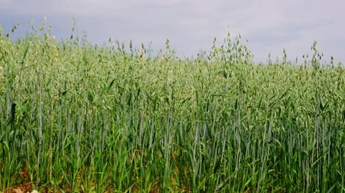 Tranquil Oat Field on a Sunny Day Exuding Peace and Natural Beauty