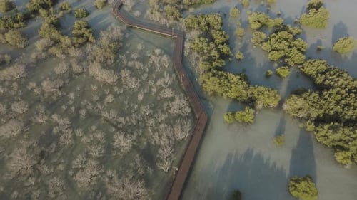Aerial view of Jubail Mangrove with wooden walkway, UAE.