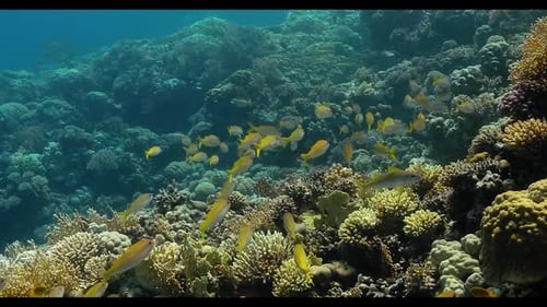 4K Fischschwarm