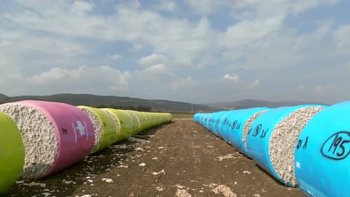 Fardos de algodón forrados en un campo cosechado y un cielo azul nublado