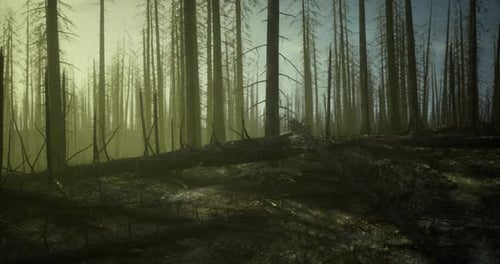 Forest Landscape After Wildfire Showing Burned Trees and Fallen Logs