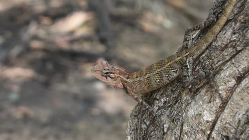 Lagartija de jardín oriental hembra sobre un árbol en el país tropical Sri Lanka