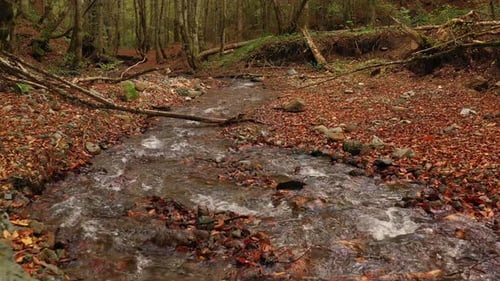 Little Creek In Autumn