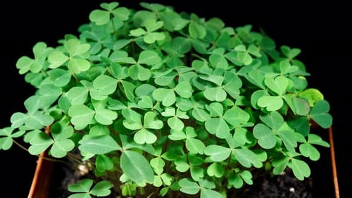 Las hojas verdes de Oxalis se mueven sobre un fondo de tierra en Time Lapse. Plegado y despliegue estacionales