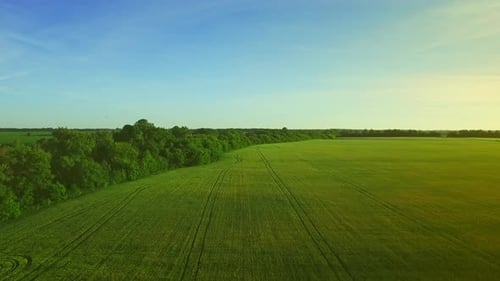 Beautiful Green Wheat Field Landscape on Summer Day. Barley Agricultural Field. Sky