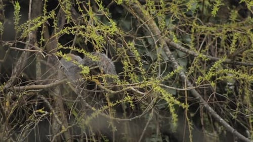 Grey Squirrel Eating Small Leaves Perched In Tree Then Climbs Away Slow Motion Daytime Borehamwood H
