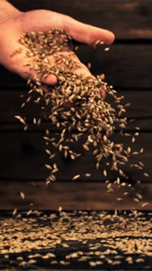 The Super Slow Motion of Wheat Grains Falls From a Man's Hand to the tableFilmed on a Highspeed
