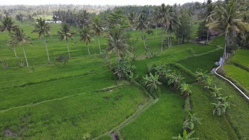 Aerial view of rice fields and palm trees, indonesia.