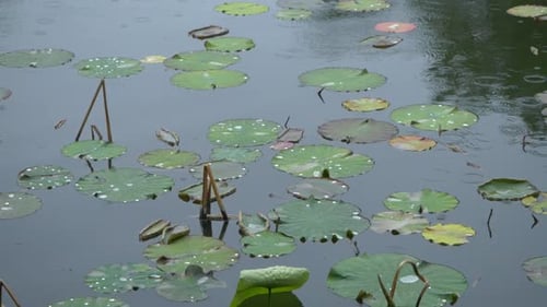 Drops Of Rain Falling On The Lake Full With Waterlilies Leaves, Splashes Of Water, Weather And Natur