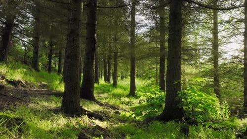 Forest in Early Spring Green Coniferous Trees in the Morning Sun Magnificent Green Pine Tree at