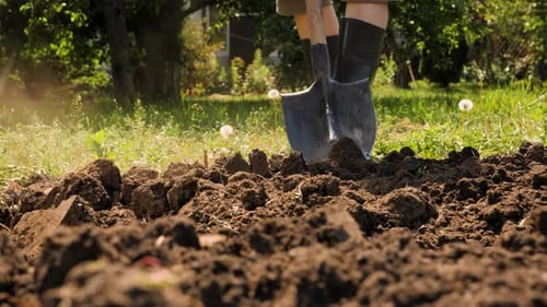 Boots Digging Soil with Shovel in Garden