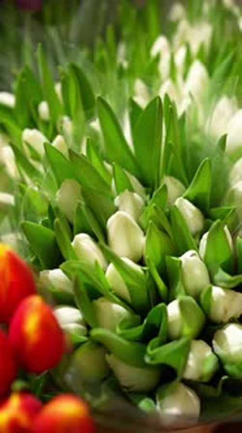 Closeup of Fresh White and Red Tulips with Green Leaves Flower Shop Concept