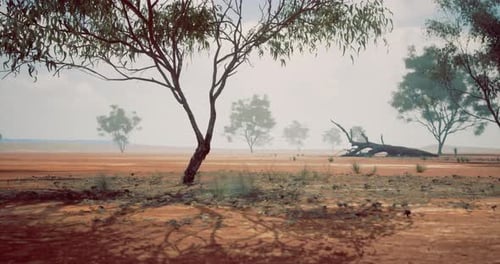 Dry Landscape with Sparse Trees Under a Cloudy Sky in a Remote Area