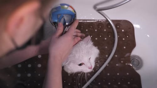 Man Bathes White Cat in Bathtub with Shower