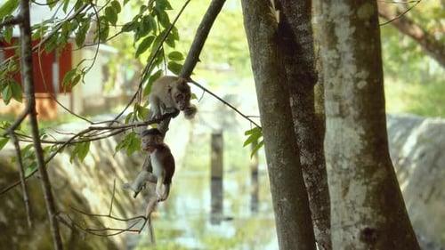 Two Monkeys Playing in a Tree in Tropical Setting