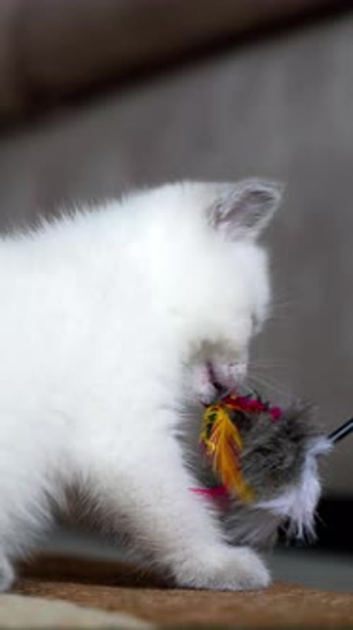 White Kitten Plays With Feather Toy Indoors