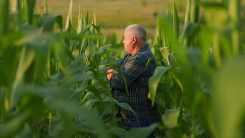 Smiles in the Cornrows In the Embrace of a Corn Field