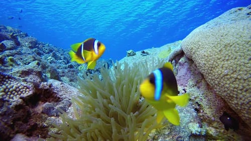 Blue Sea Water Underwater Clownfish