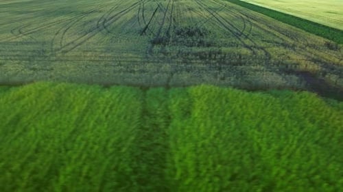 Aerial green wheat field landscape in beautiful summer farmland