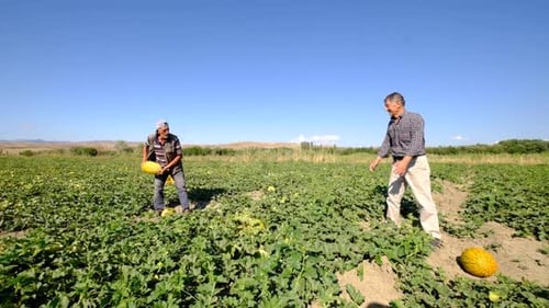 Travailleurs travaillant pour la récolte du melon sur les terres agricoles (Ralenti)