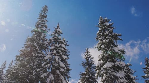 Blick aus dem niedrigen Winkel auf schneebedeckte Pinien
