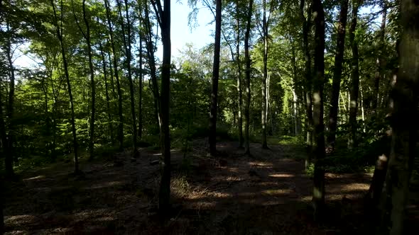 Sunlight Shadows Through Tree Canopies In Dense Forest. Dolly Shot ...