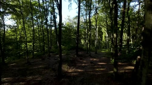 Sunlight Shadows Through Tree Canopies In Dense Forest. Dolly Shot