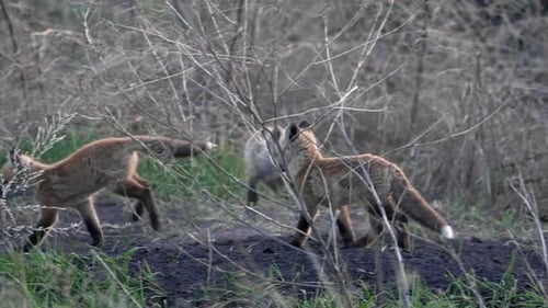 Baby foxes exploring through the brush near their den