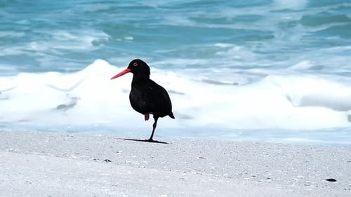 Un huîtrier noir sur une plage de sable blanc avec les vagues qui s'écrasent derrière