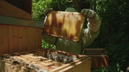 Beekeeper Placing Brood Frame into Box at Apiary Bee Yard. Close Up