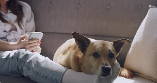 Woman Relaxes on Couch with Dog and Phone