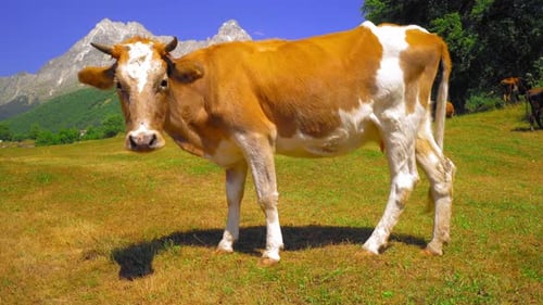 White brown spotted cow walks in fresh green meadow against backdrop mountains.