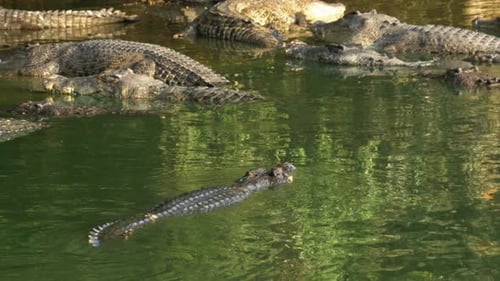 Many Crocodiles in the Wild Lie in a Marshy River on the Shore Under a Tree Thailand Asia