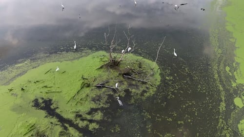 A group of egret birds are search food in a pond
