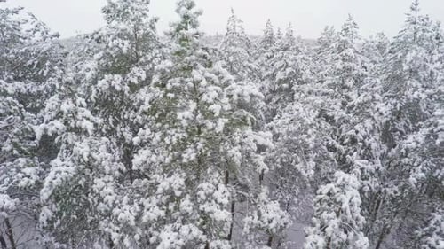 Rising Above Winter Woods Inbetween Pines Covered With Snow Aerial
