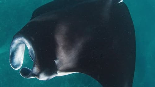 Manta Ray Swimming Underwater in the Ocean