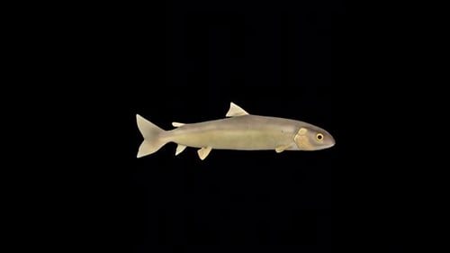 White Fish Swim 2