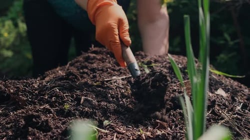 Woman Digs Ground with Garden Shovel Planting Pumpkin Sprouts Work in Garden
