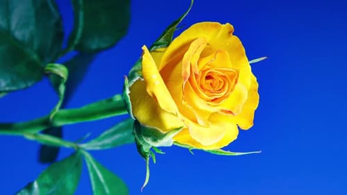 Timelapse de rosa amarela florescendo em fundo azul
