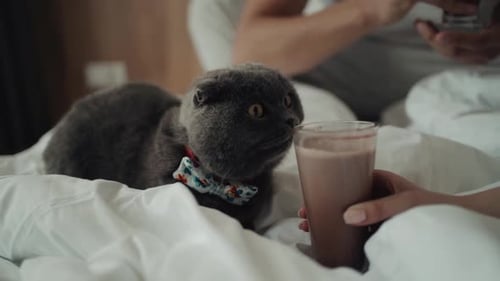 Gray Cat with Bowtie on Bed with Drink